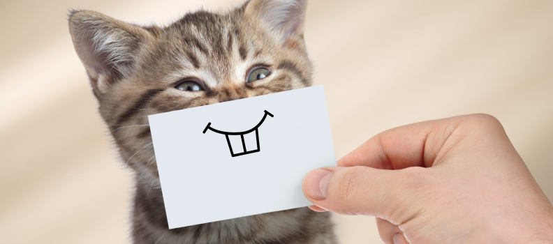 The ABCs of Pet Dental Care: Maintaining Healthy Smiles