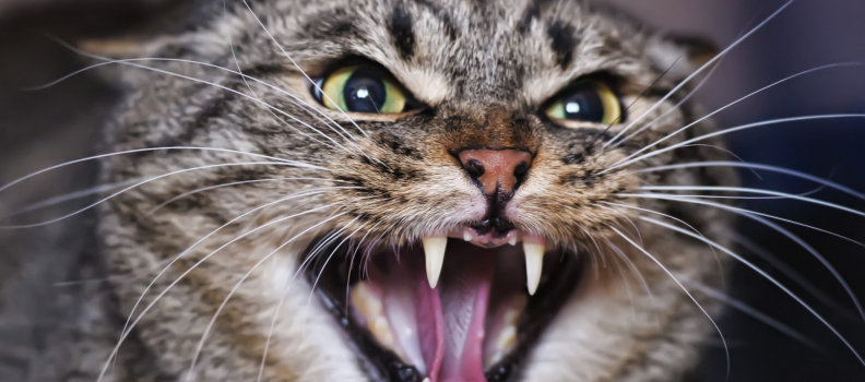 How to Calm an Angry Cat