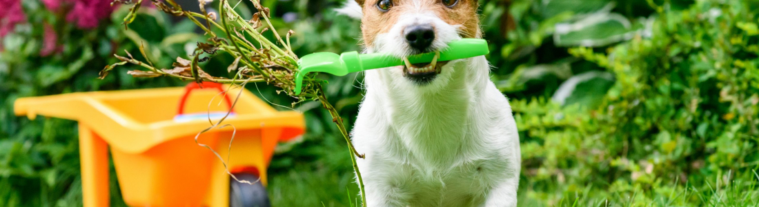 Destroy Weeds with Pet Safe Weed Killers