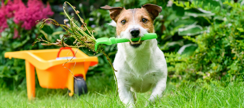 Destroy Weeds with Pet Safe Weed Killers