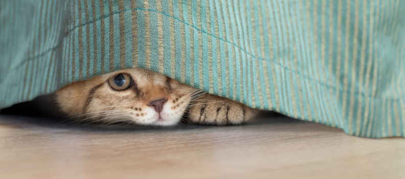 Why is My Cat Hiding?