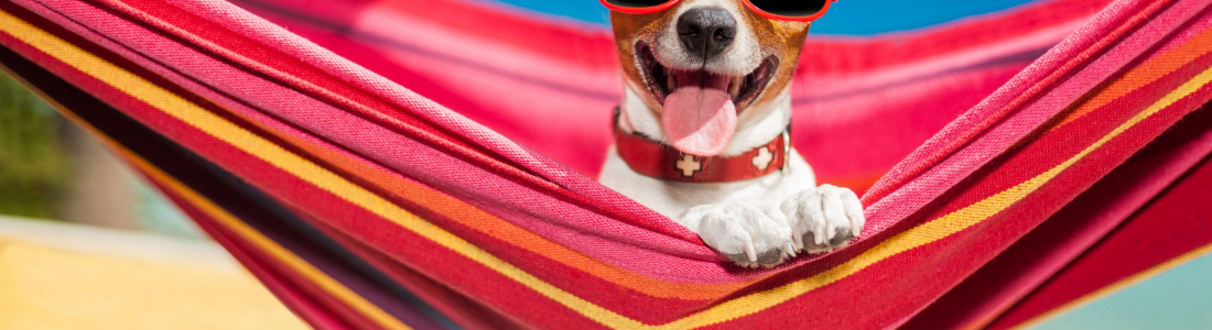 Dog Sunscreen: Is it Necessary?