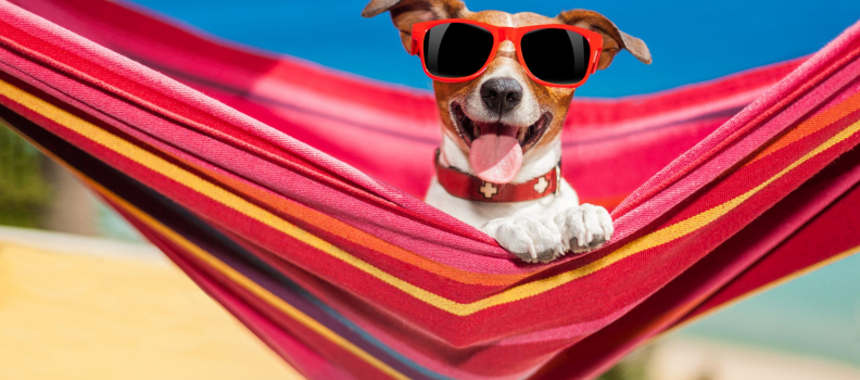 Dog Sunscreen: Is it Necessary?