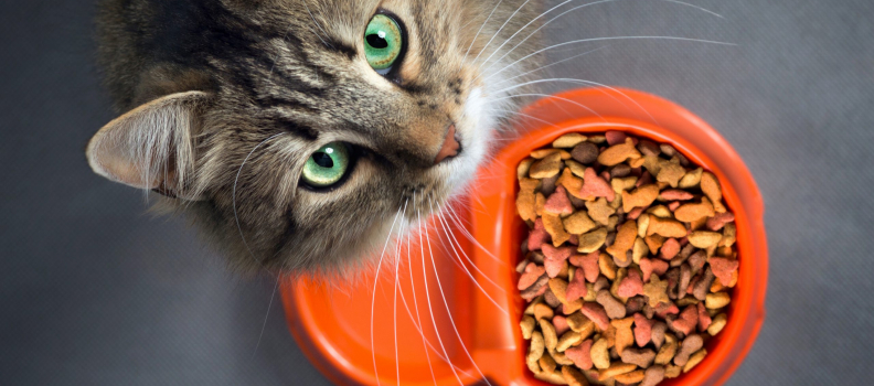 How Much Should I Be Feeding My Cat?