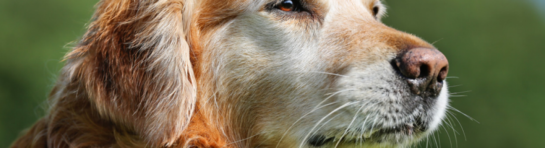 Senior Pet Care: Providing Comfort and Support for Your Pets