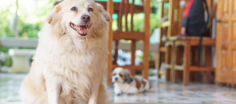 Common Dog Illness: Obesity and Its Causes