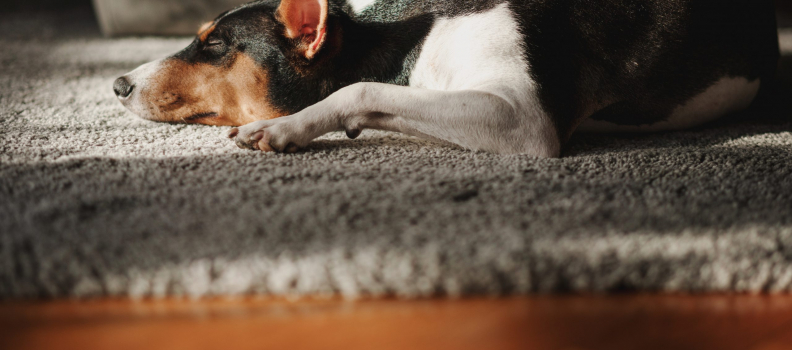 Best Dog Breeds for An Apartment