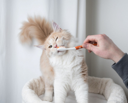 Dental Care for Pets: Why It’s More Than Just Fresh Breath