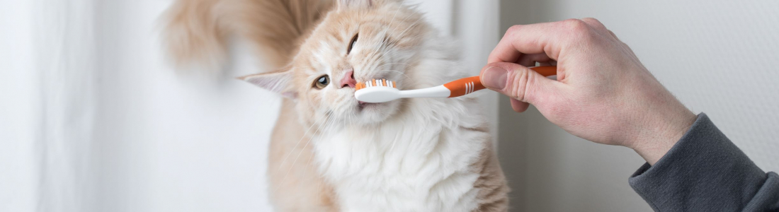 How to Brush Cats Teeth – An Acoma Animal Clinic Guide