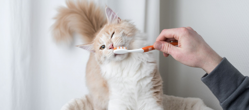 How to Brush Cats Teeth – An Acoma Animal Clinic Guide