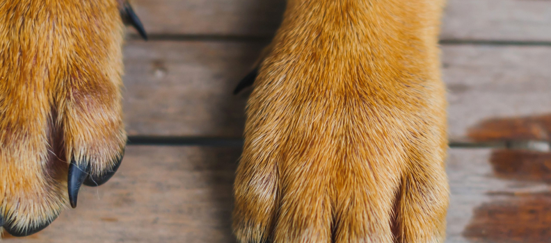 What To Do If Your Dog Rips or Breaks Their Dewclaw