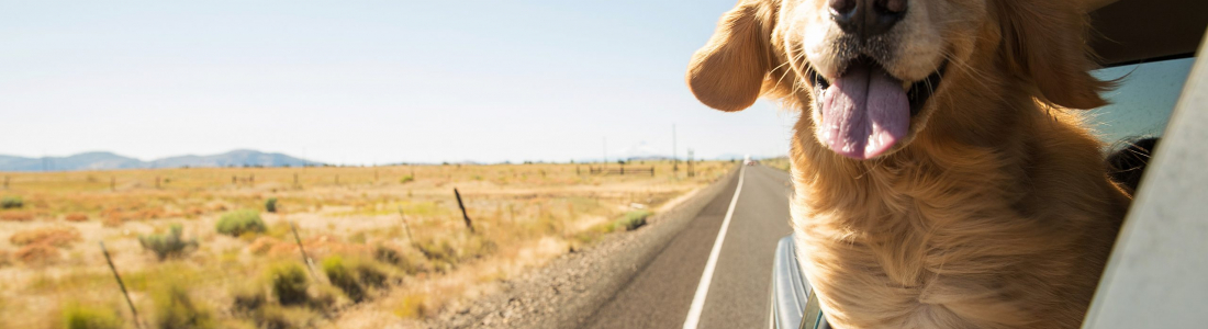 Traveling with Pets: Tips for Stress-free Trips with Your Furry Companion