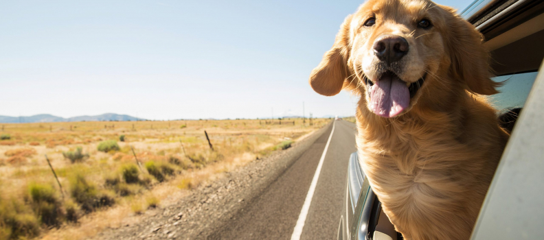 Traveling with Pets: Tips for Stress-free Trips with Your Furry Companion