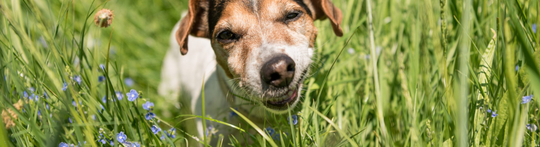 Why Do Dogs Eat Grass?