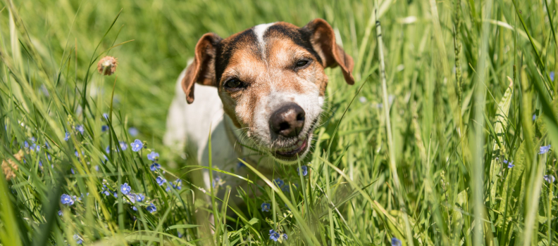 Why Do Dogs Eat Grass?