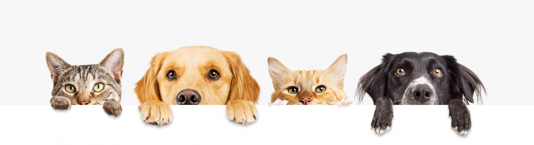 Dog Kisses And Cat Purrs: Why Do They Do It, And What Do These Gestures Really Mean?