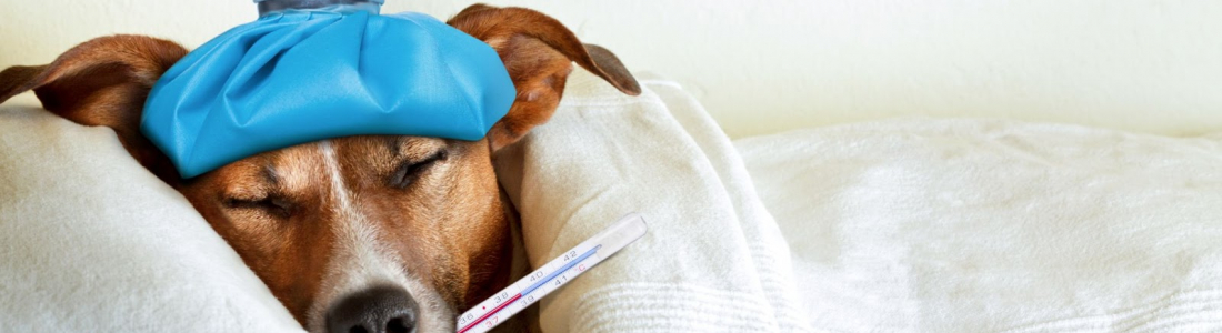 Does My Dog Have a Fever? How To Tell and What To Do