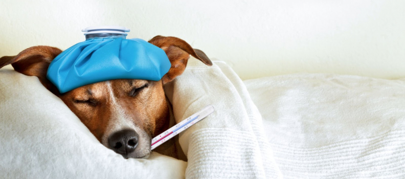 Does My Dog Have a Fever? How To Tell and What To Do