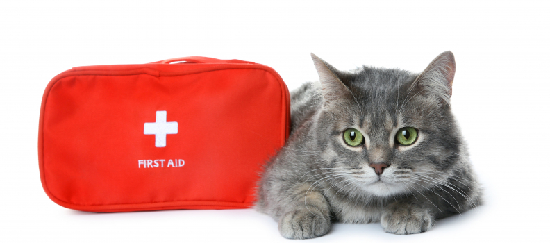 Basic Pet First Aid