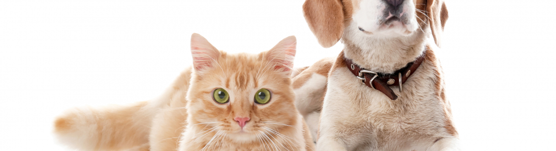 Introducing New Cats and Dogs in Your Home