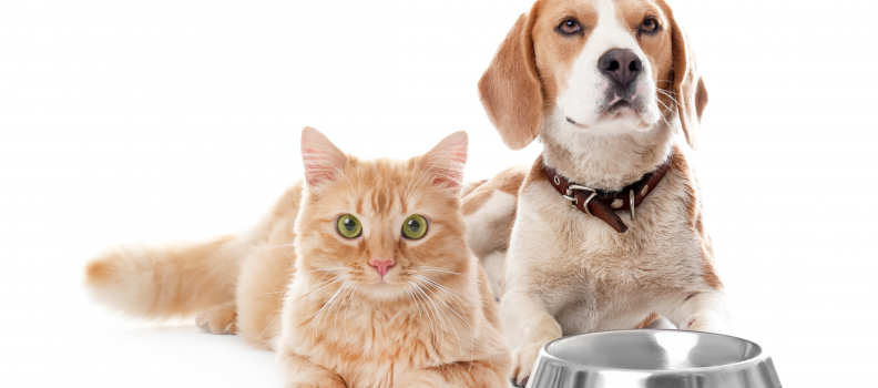 Introducing New Cats and Dogs in Your Home