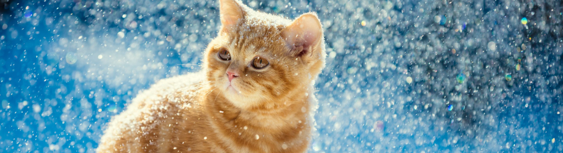 How to Care For Outdoor Cats in Cold Weather