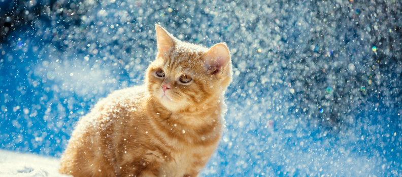 How to Care For Outdoor Cats in Cold Weather