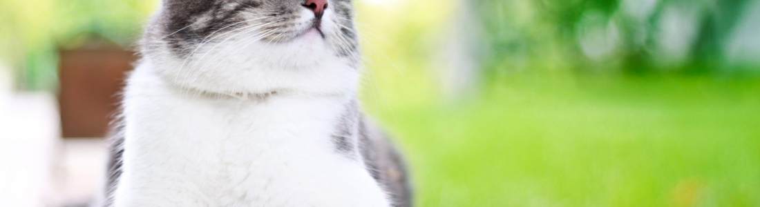 How To Care For Outdoor Cats In Hot Weather