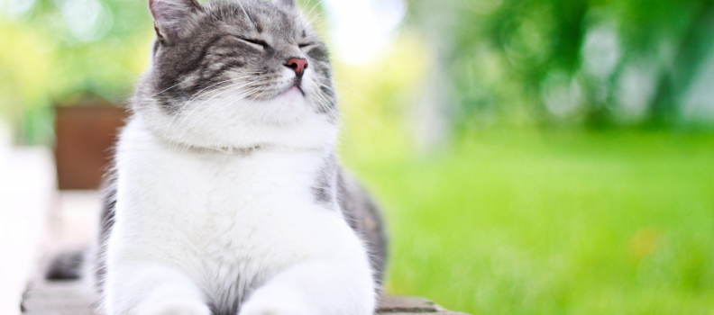 How To Care For Outdoor Cats In Hot Weather