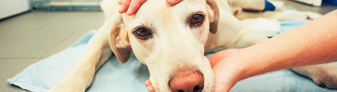 Common Dog Illness Symptoms