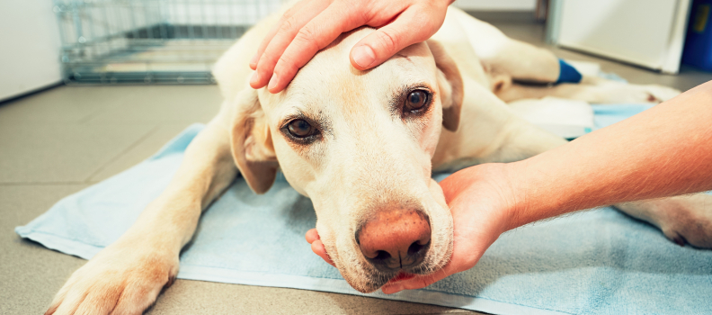 Common Dog Illness Symptoms