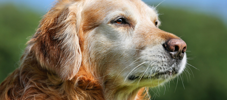 Caring for Senior Pets in Arizona: Special Needs and Comfort