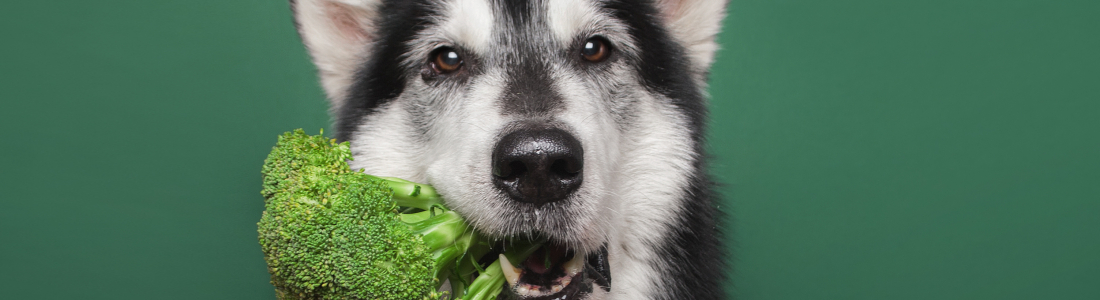 Is There Such a Thing as Vegan Dog Food?