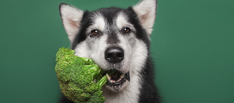 Is There Such a Thing as Vegan Dog Food?