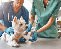 Top 10 Signs Your Pet Needs to See a Veterinarian Immediately