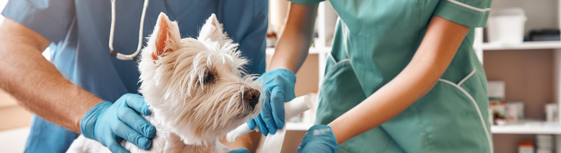 Top 10 Signs Your Pet Needs to See a Veterinarian Immediately