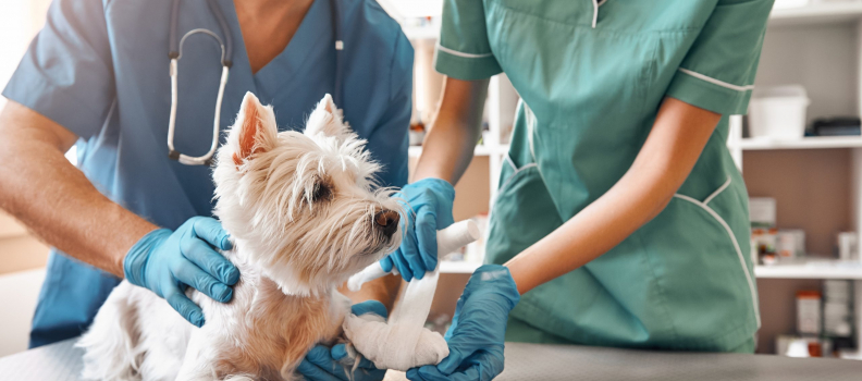 Top 10 Signs Your Pet Needs to See a Veterinarian Immediately