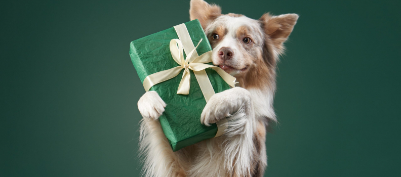 Gift Ideas for Pet Lovers