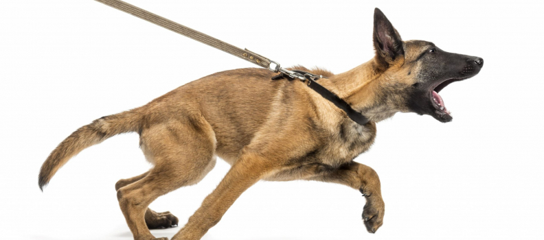 How to Stop Dog on Dog Aggression