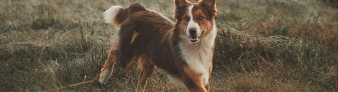 How Much Exercise Does a Dog Need Everyday?