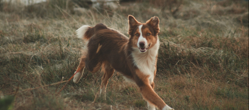 How Much Exercise Does a Dog Need Everyday?