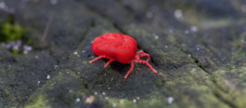 Chiggers and Pets, What to Know