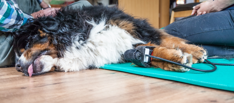 Cold Laser Therapy for Dogs, What to Know