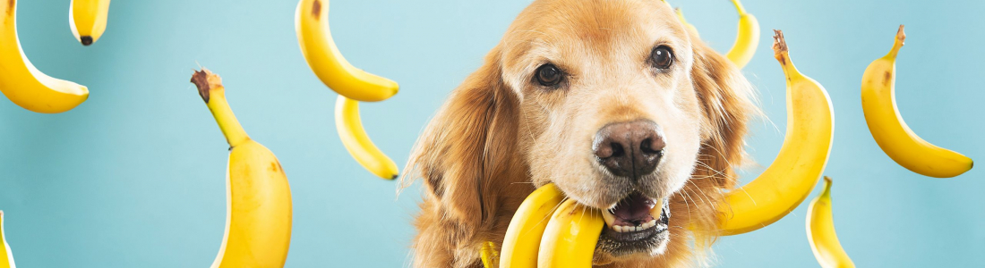 Can Dogs Eat Fruit