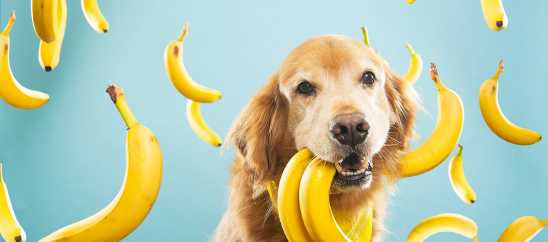 Can Dogs Eat Fruit