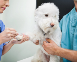 Understanding Parasite Prevention: Protecting Your Pets Year-Round