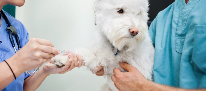 What Can Blood Work Tell Me About My Pet?