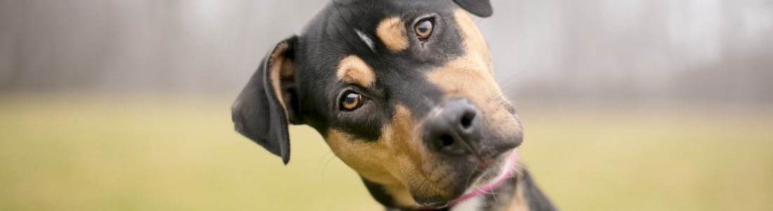 Reading Your Dog’s Body Language