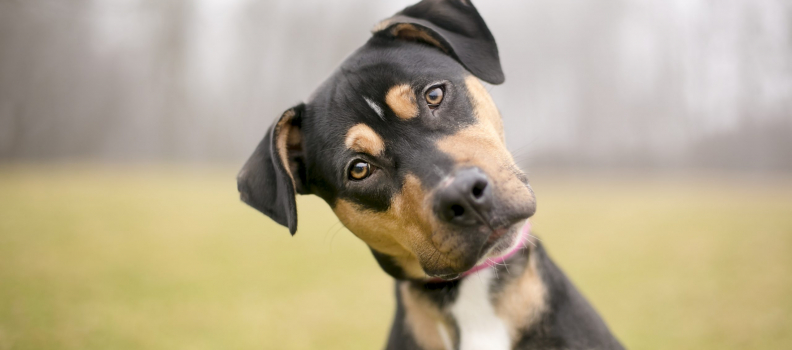 Reading Your Dog’s Body Language