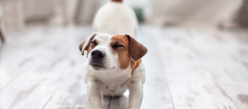 Finding a Dog Chiropractor And Should You?